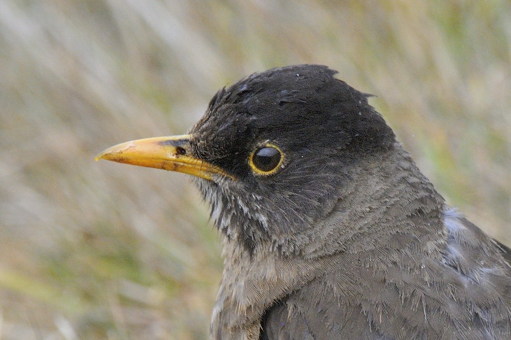 Austral Thrush (Falkland) - Tomáš Grim