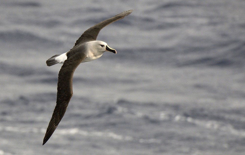 Gray-headed Albatross - Tomáš Grim