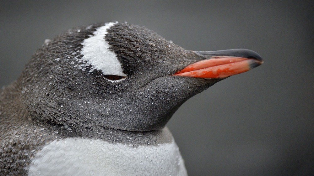 Gentoo Penguin - Tomáš Grim