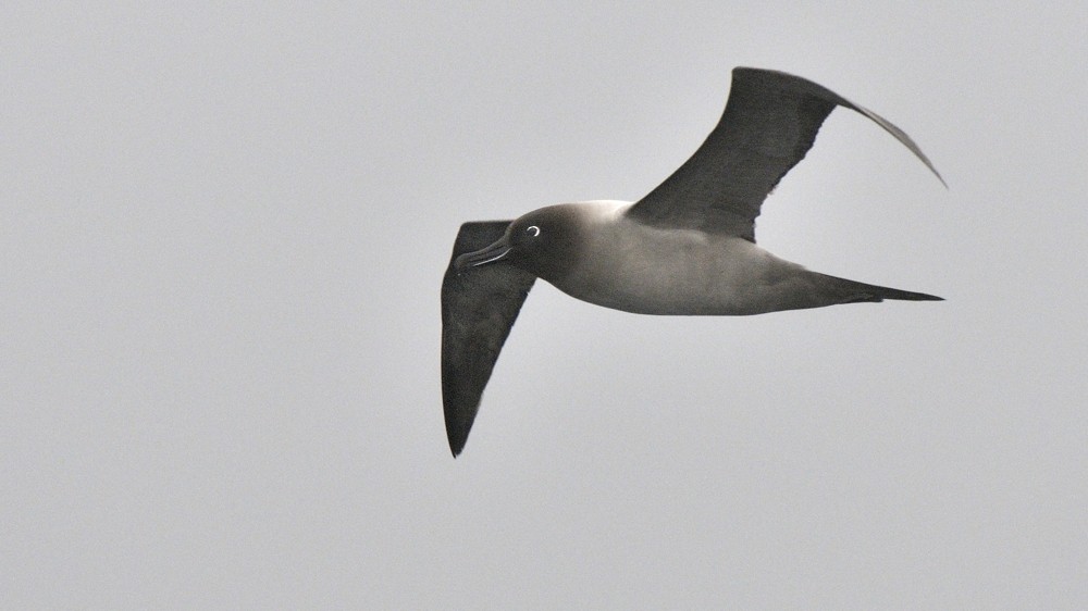 Light-mantled Albatross - Tomáš Grim