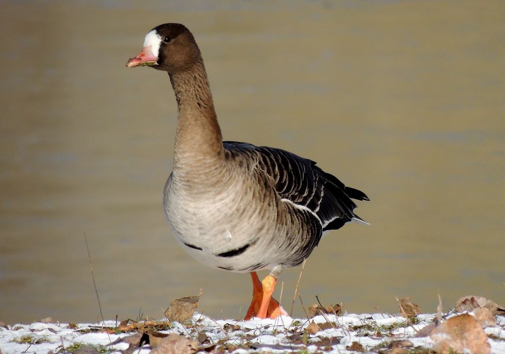 Greater White-fronted Goose - Klaus Lachenmaier