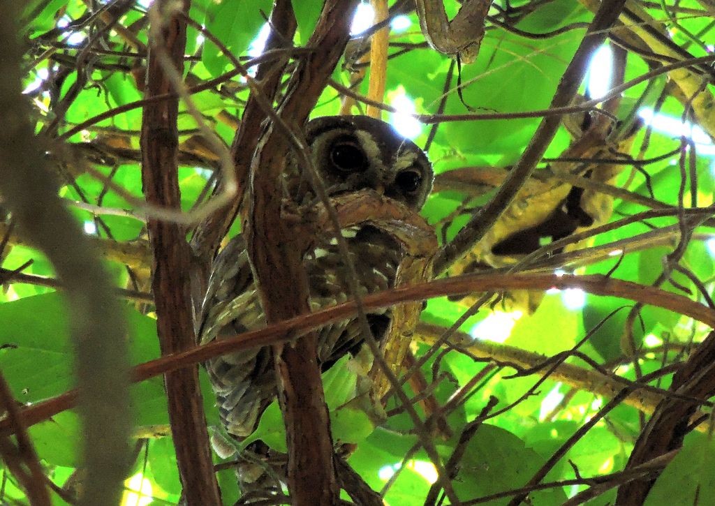 African Wood-Owl - Klaus Lachenmaier