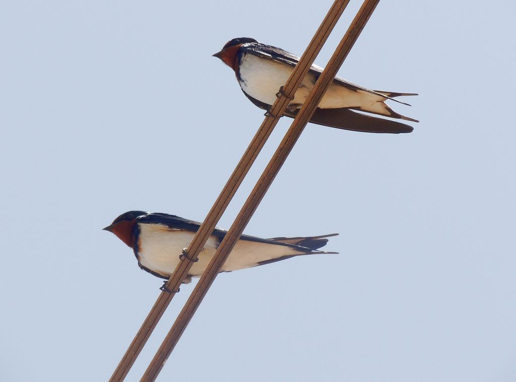Red-chested Swallow - ML204766631