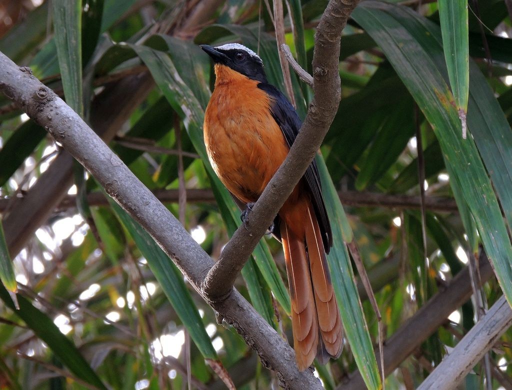 White-crowned Robin-Chat - ML204766711