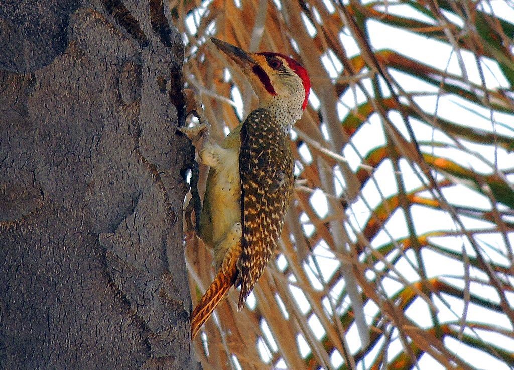 Fine-spotted Woodpecker - Klaus Lachenmaier