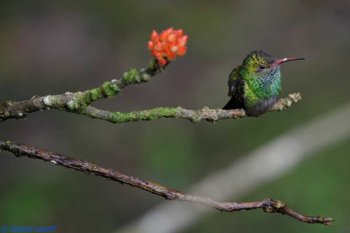Rufous-tailed Hummingbird - Gabriel Leboff