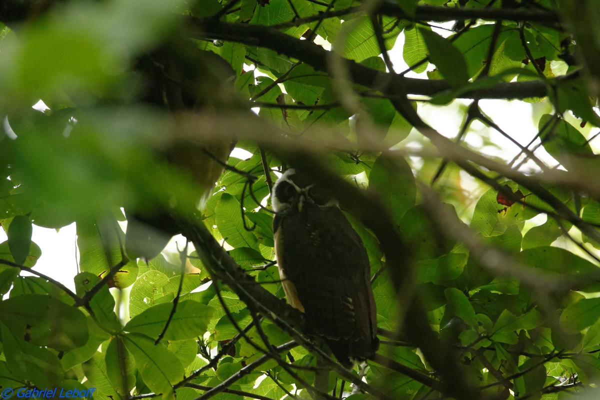 Spectacled Owl - ML204767291