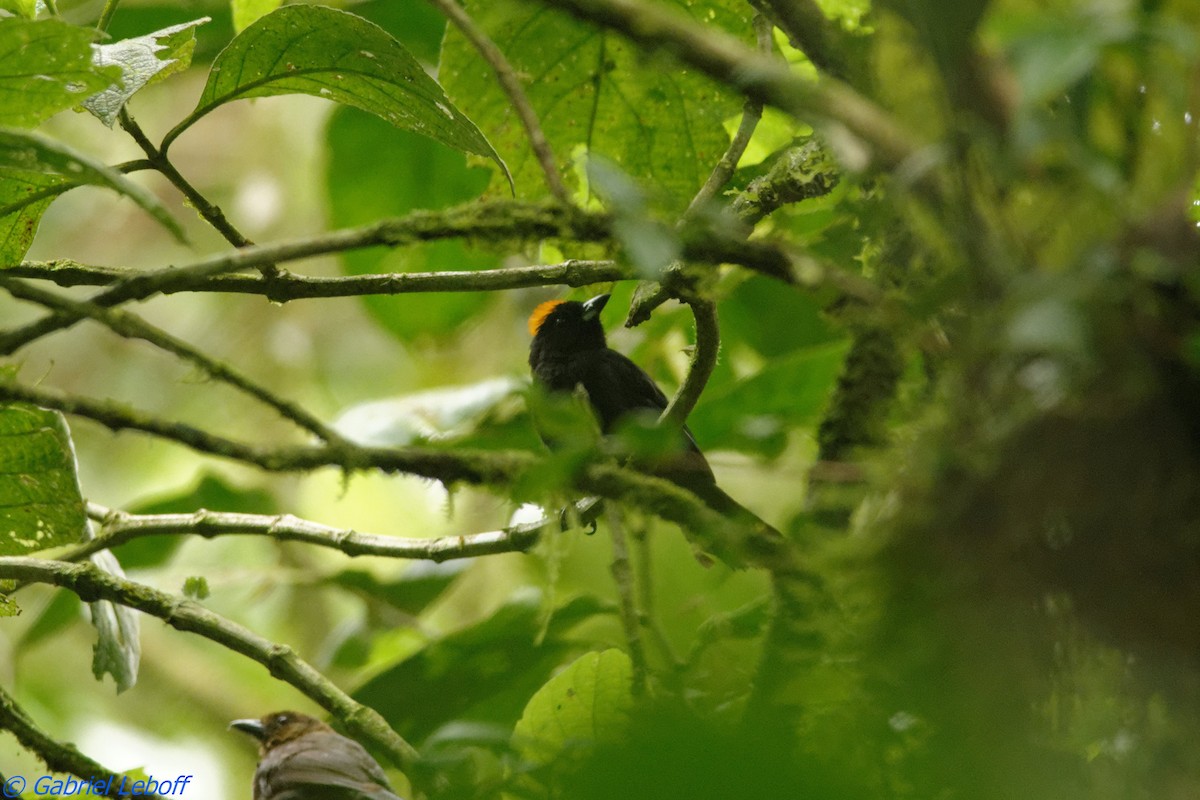 Tawny-crested Tanager - ML204767401
