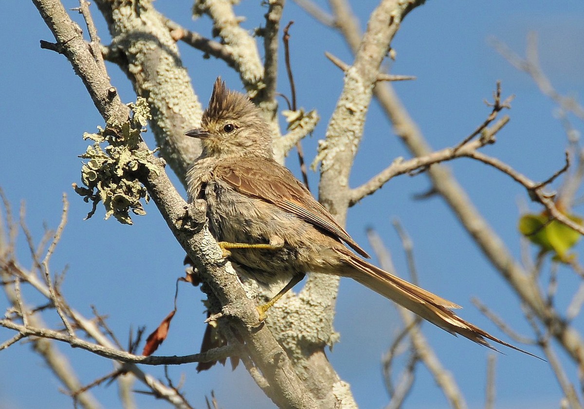 Tufted Tit-Spinetail - ML204767681