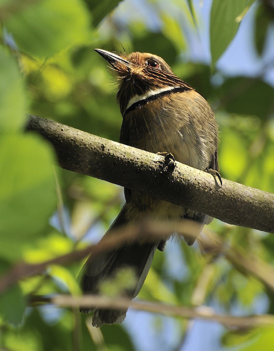 Crescent-chested Puffbird (Greater) - Tomáš Grim