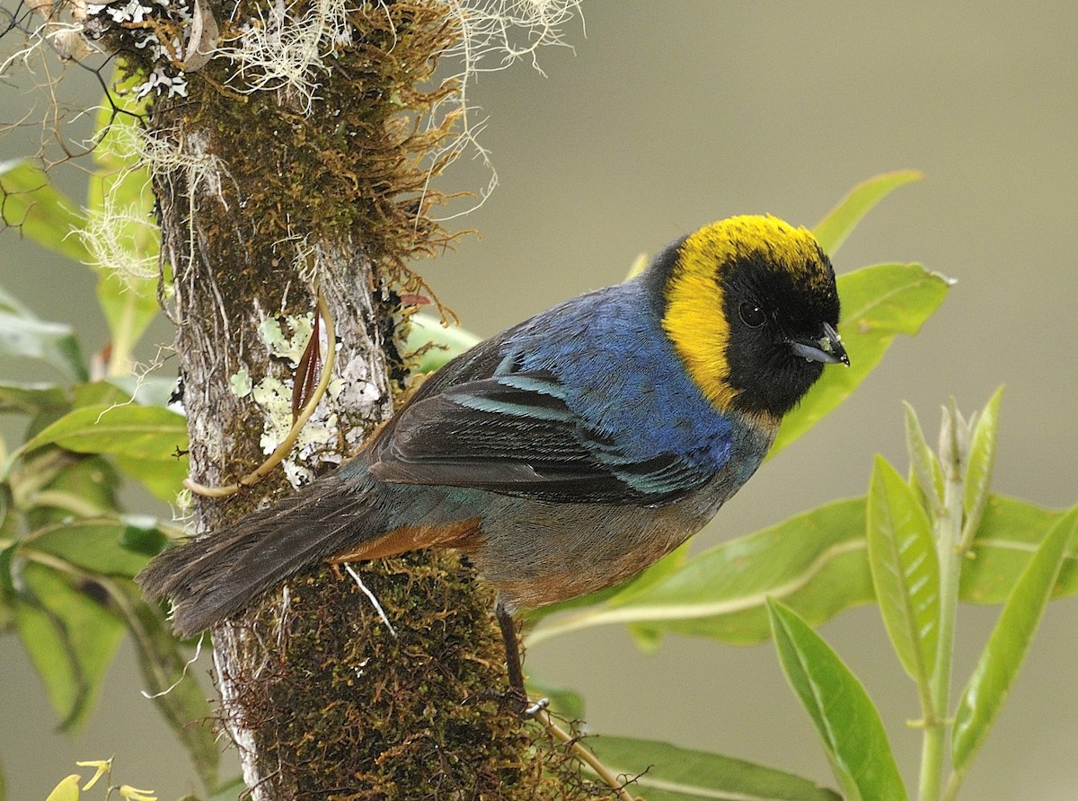 Golden-collared Tanager - ML204767811