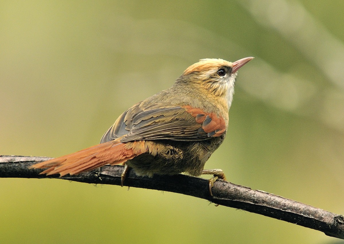 Creamy-crested Spinetail - ML204767831