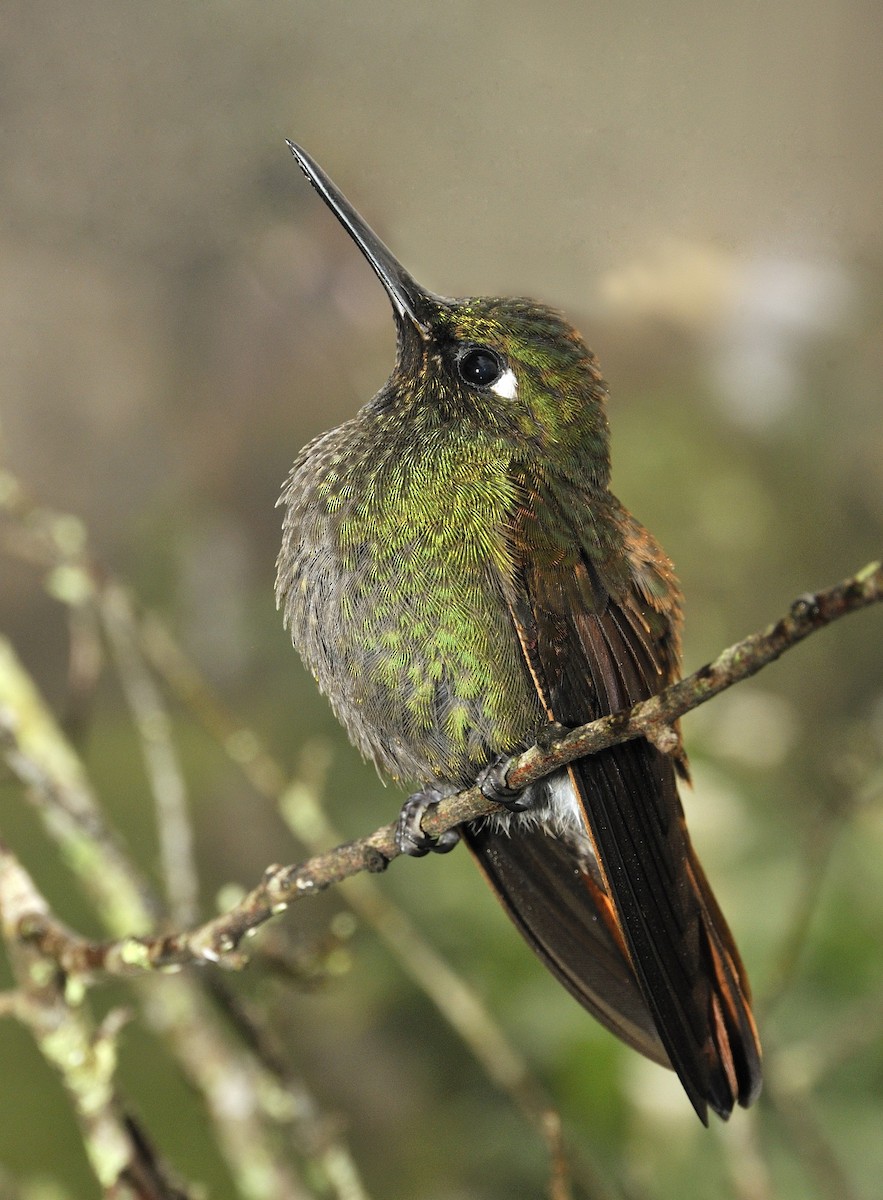 kolibřík brazilský - ML204768081