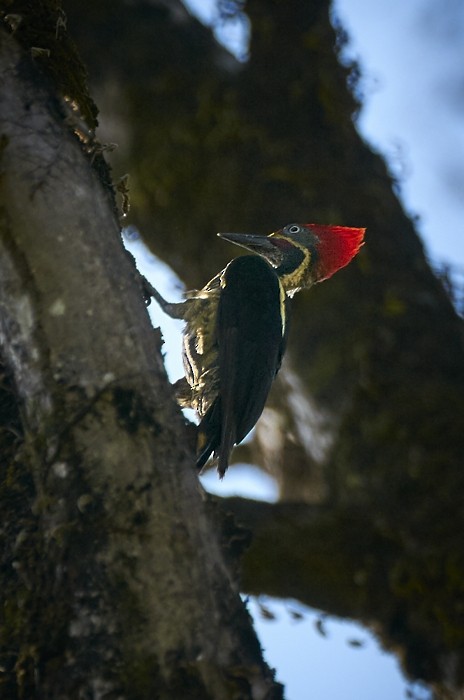 Lineated Woodpecker (Lineated) - Tomáš Grim
