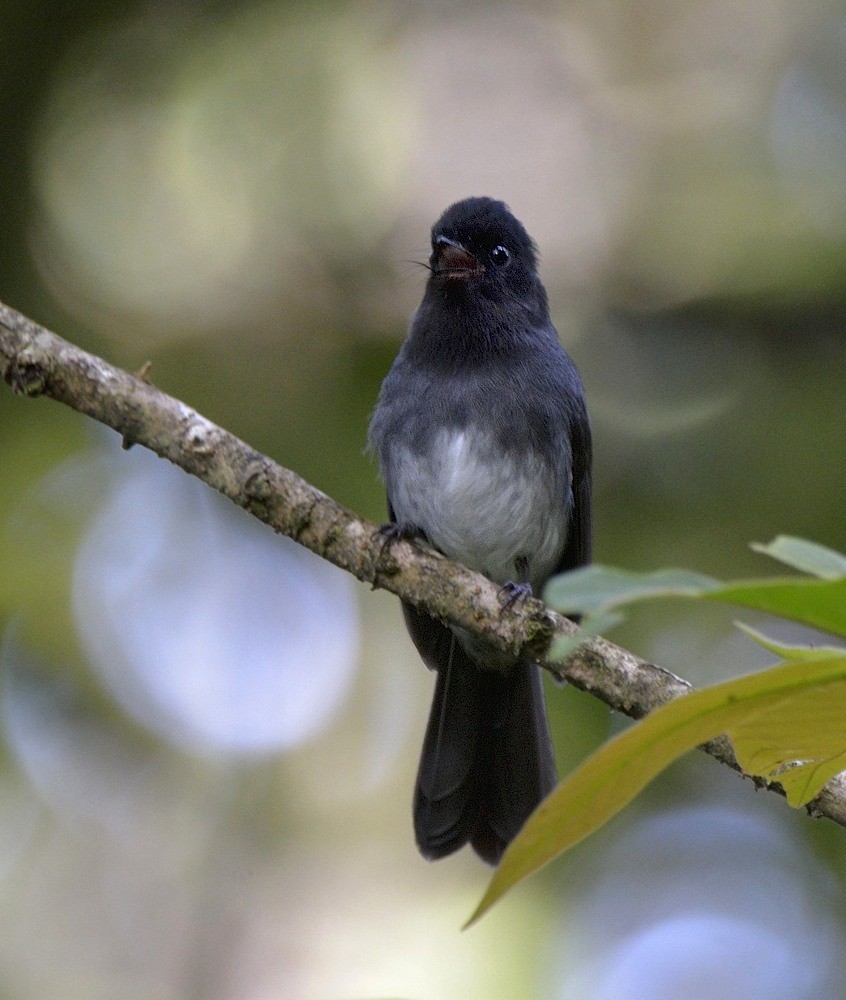 White-bellied Crested Flycatcher (White-bellied) - ML204768551