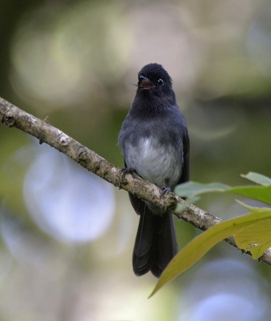 White-bellied Crested-Flycatcher (White-bellied)