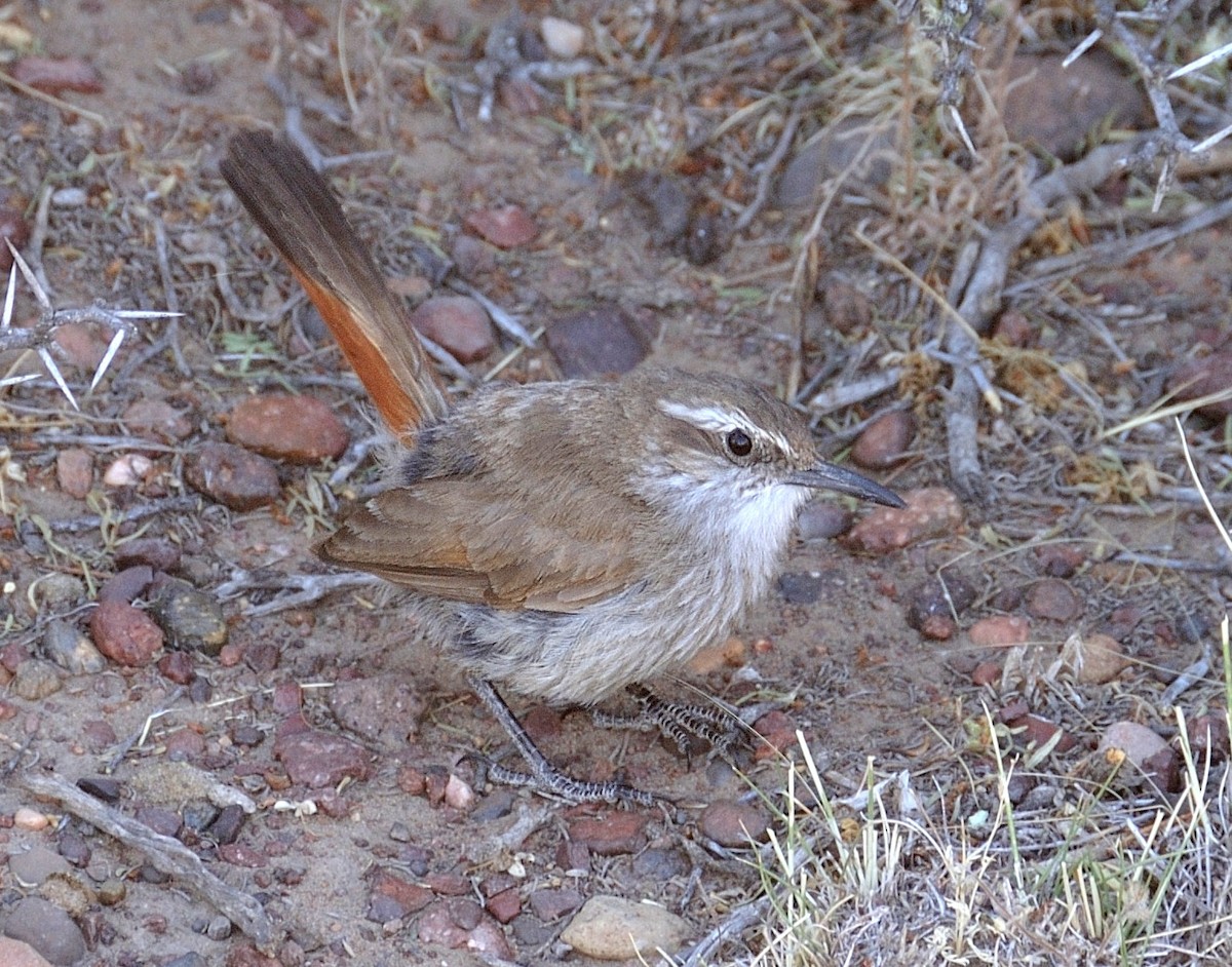 Band-tailed Earthcreeper - Tomáš Grim