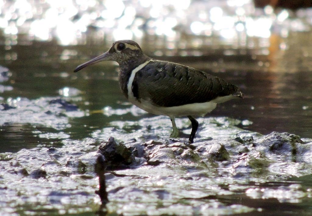 Greater Painted-Snipe - ML204768891