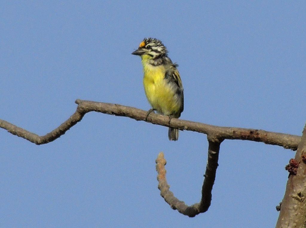 Yellow-fronted Tinkerbird - ML204769031