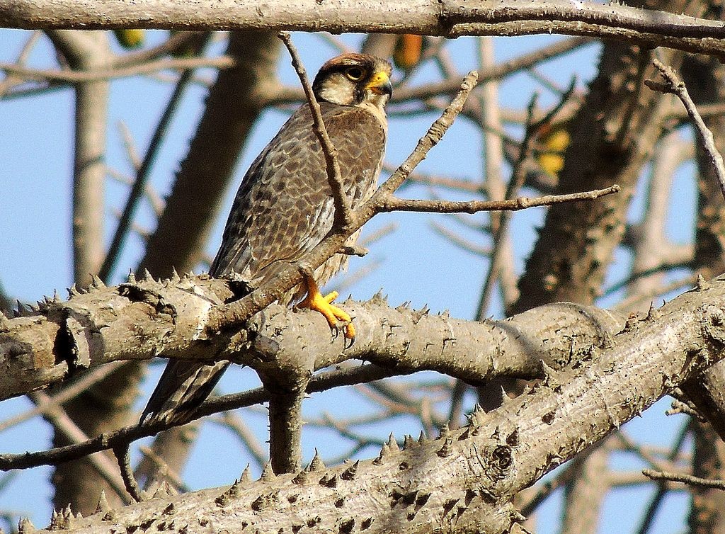 Red-necked Falcon (African) - Klaus Lachenmaier