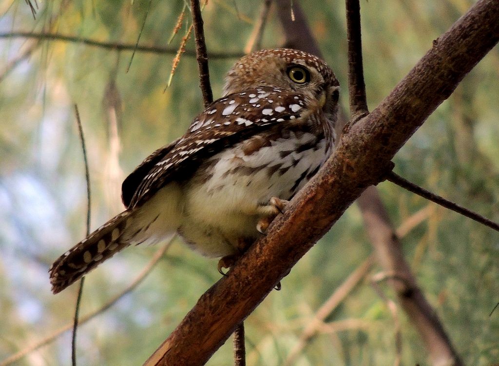Pearl-spotted Owlet - Klaus Lachenmaier
