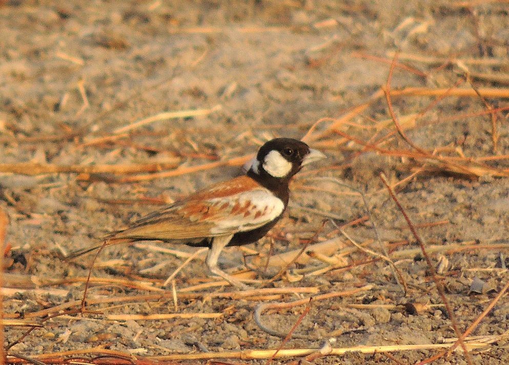 Chestnut-backed Sparrow-Lark - ML204769171
