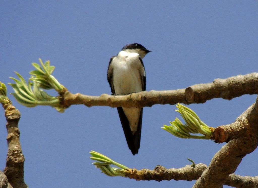 Pied-winged Swallow - ML204769181
