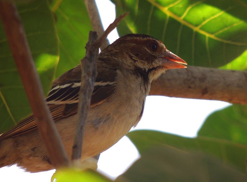 Chestnut-crowned Sparrow-Weaver - Klaus Lachenmaier