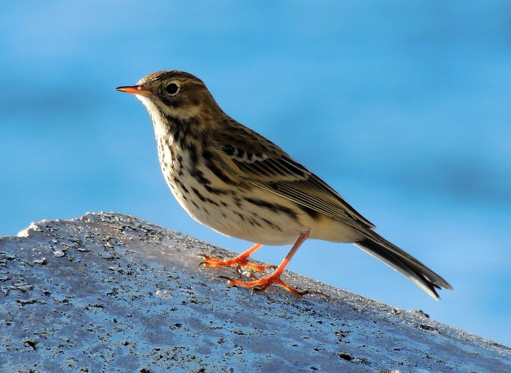 Meadow Pipit - ML204769261