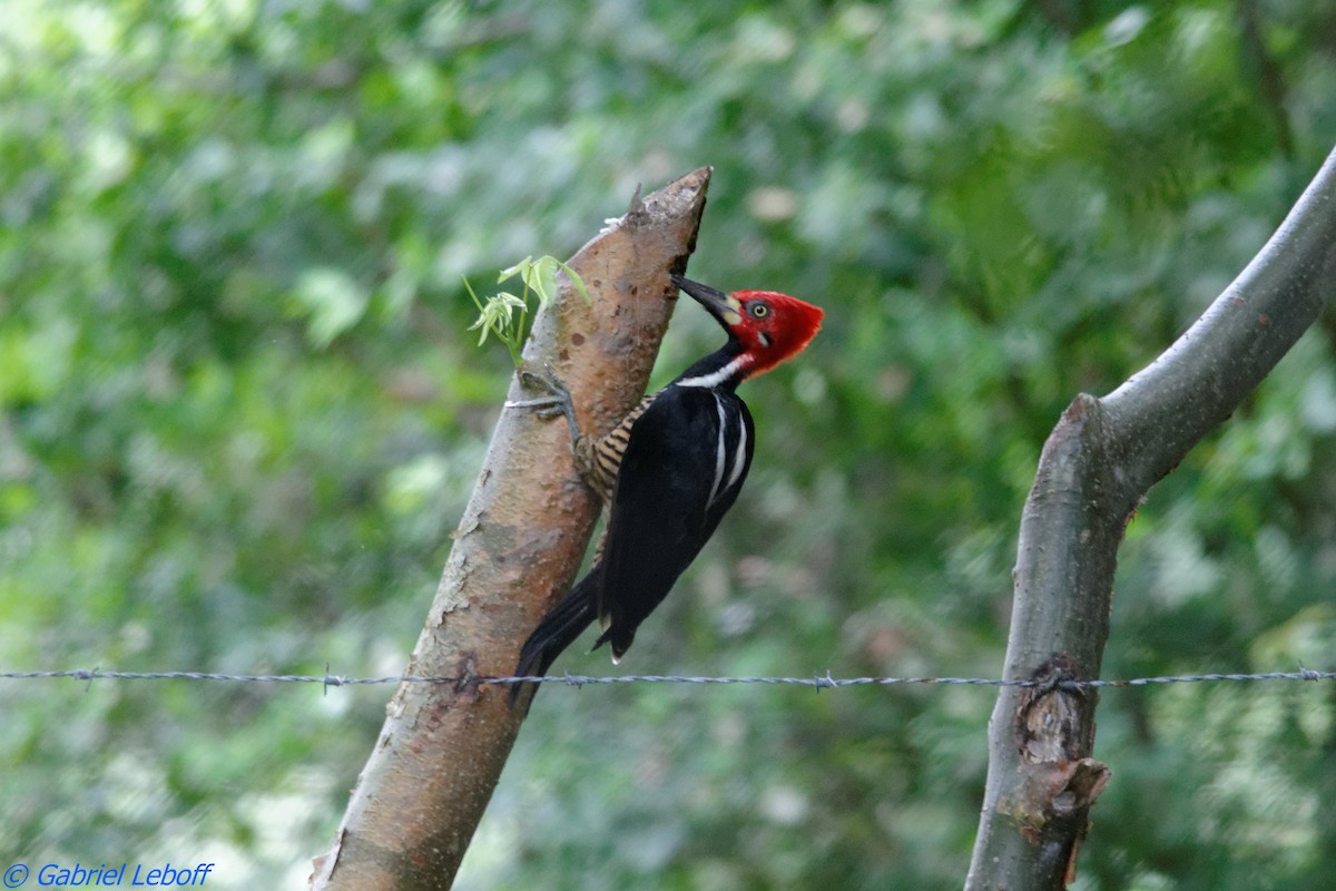 Crimson-crested Woodpecker - Gabriel Leboff