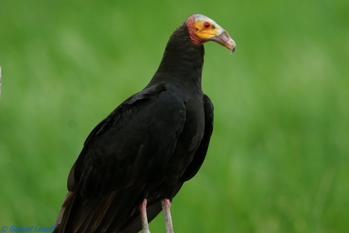 Lesser Yellow-headed Vulture - Gabriel Leboff