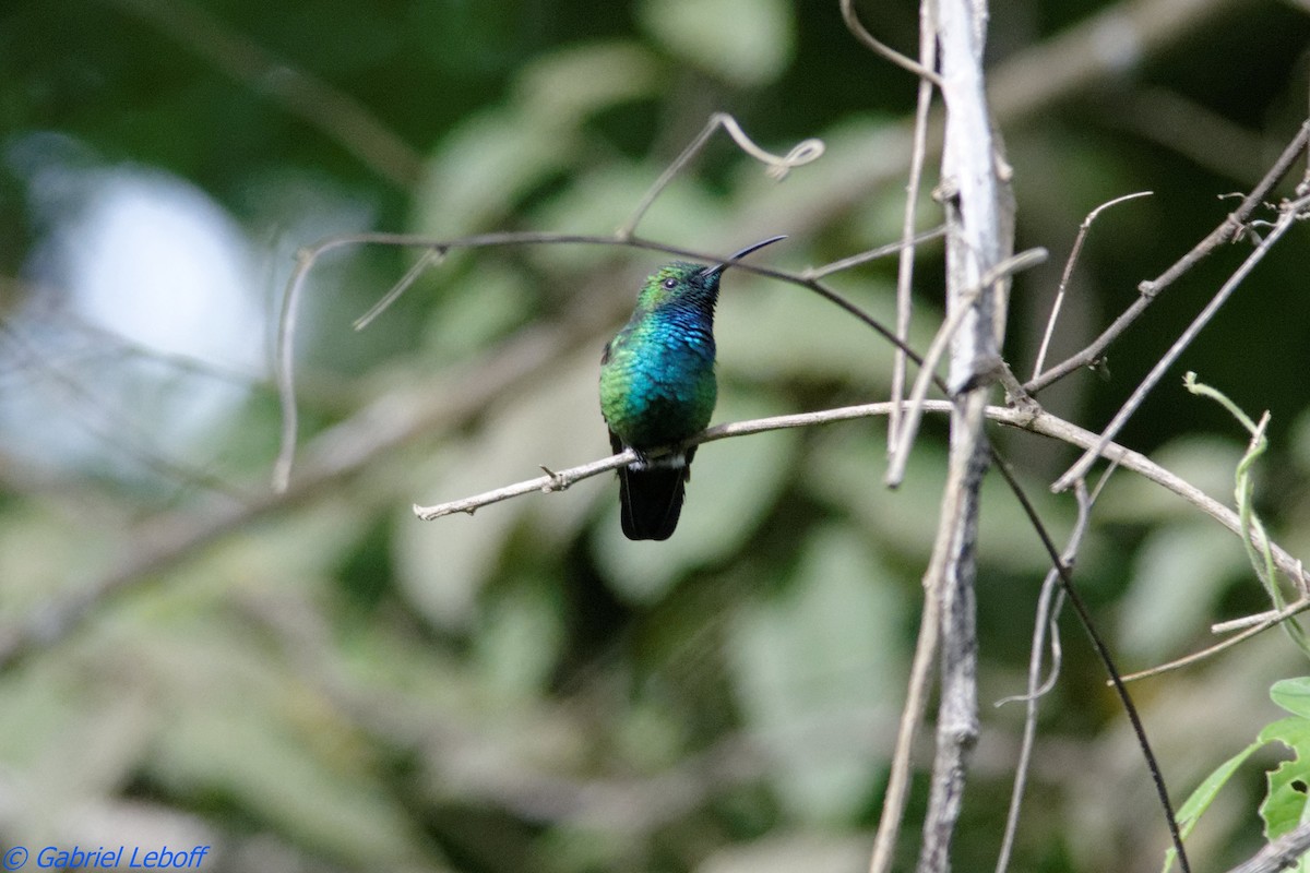 Sapphire-throated Hummingbird - Gabriel Leboff