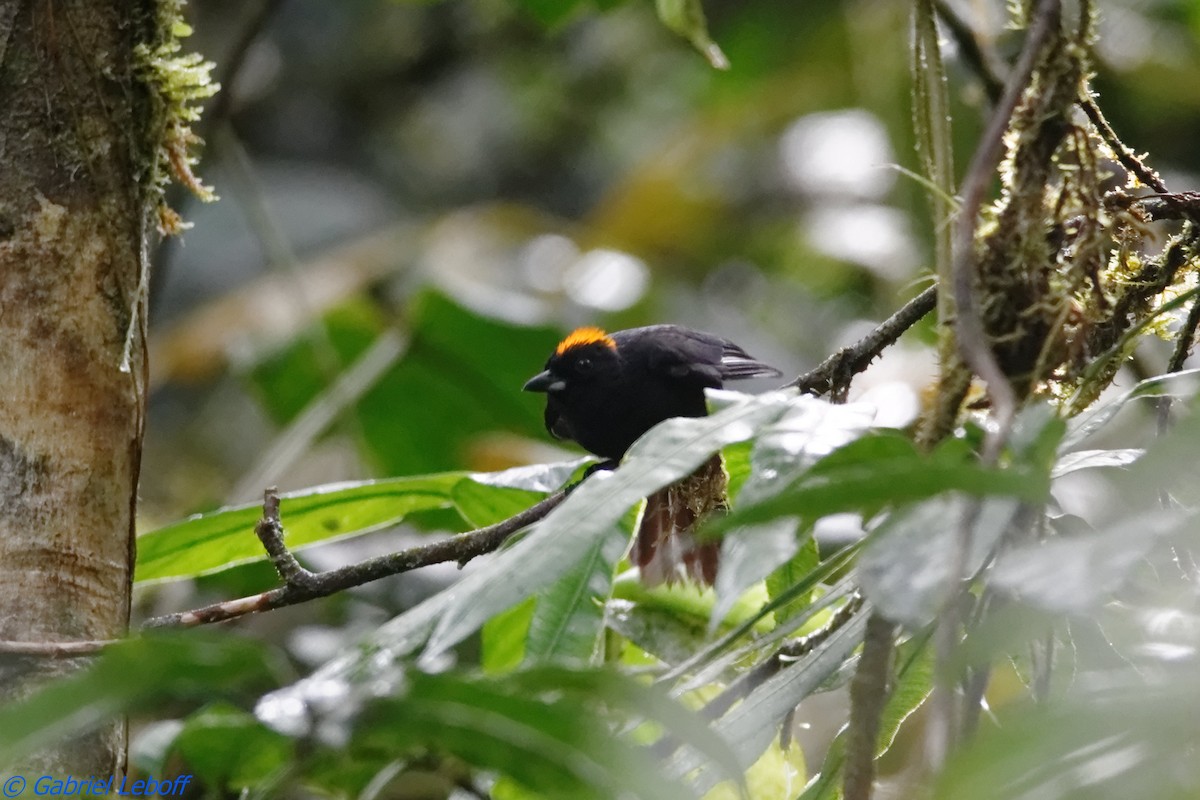 Tawny-crested Tanager - ML204769741