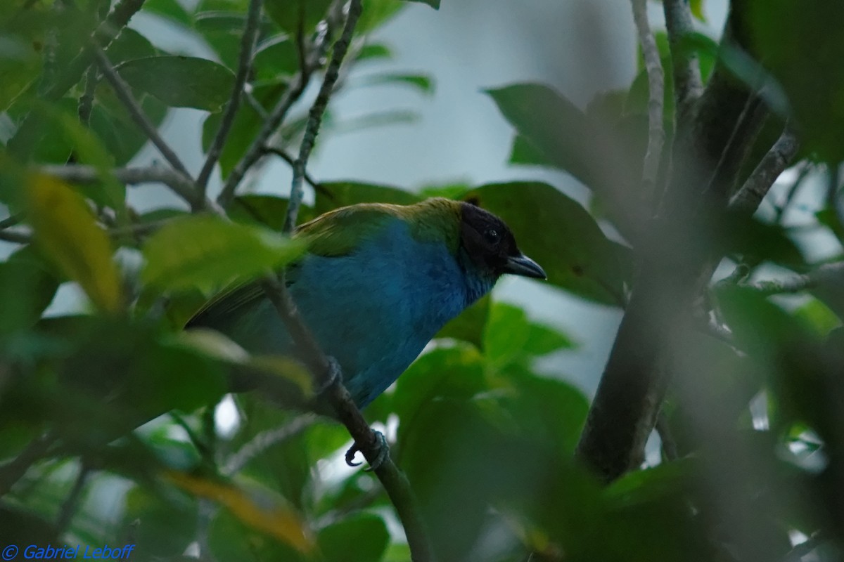 Bay-headed Tanager - ML204769911