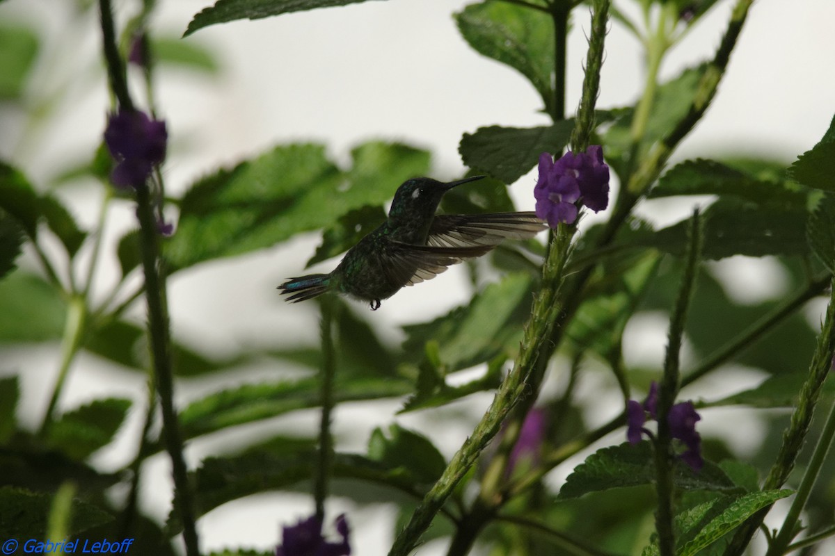Violet-headed Hummingbird - Gabriel Leboff