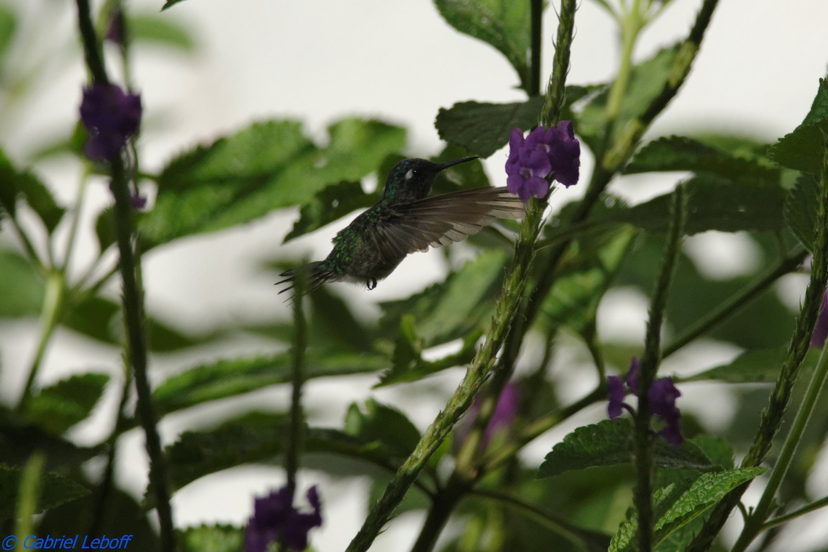 Violet-headed Hummingbird - Gabriel Leboff
