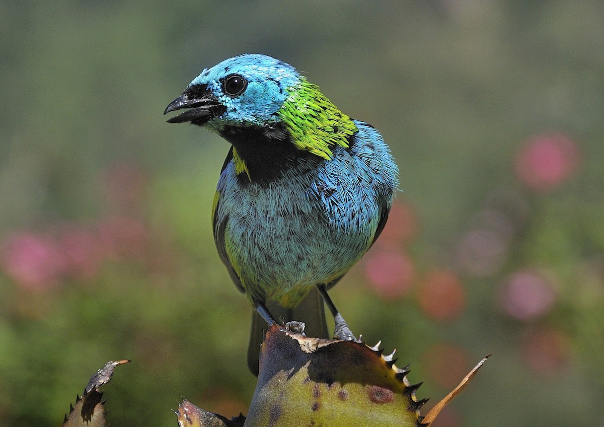 Green-headed Tanager - ML204770051
