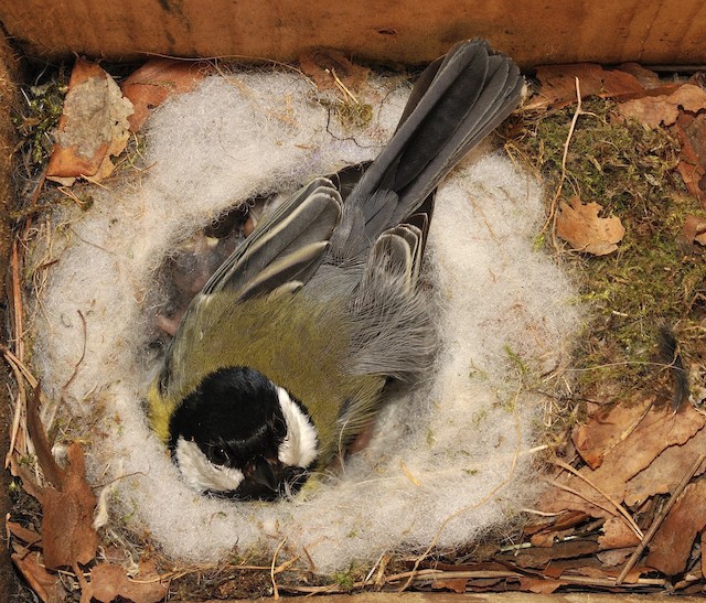 Female incubating. - Great Tit (Great) - 