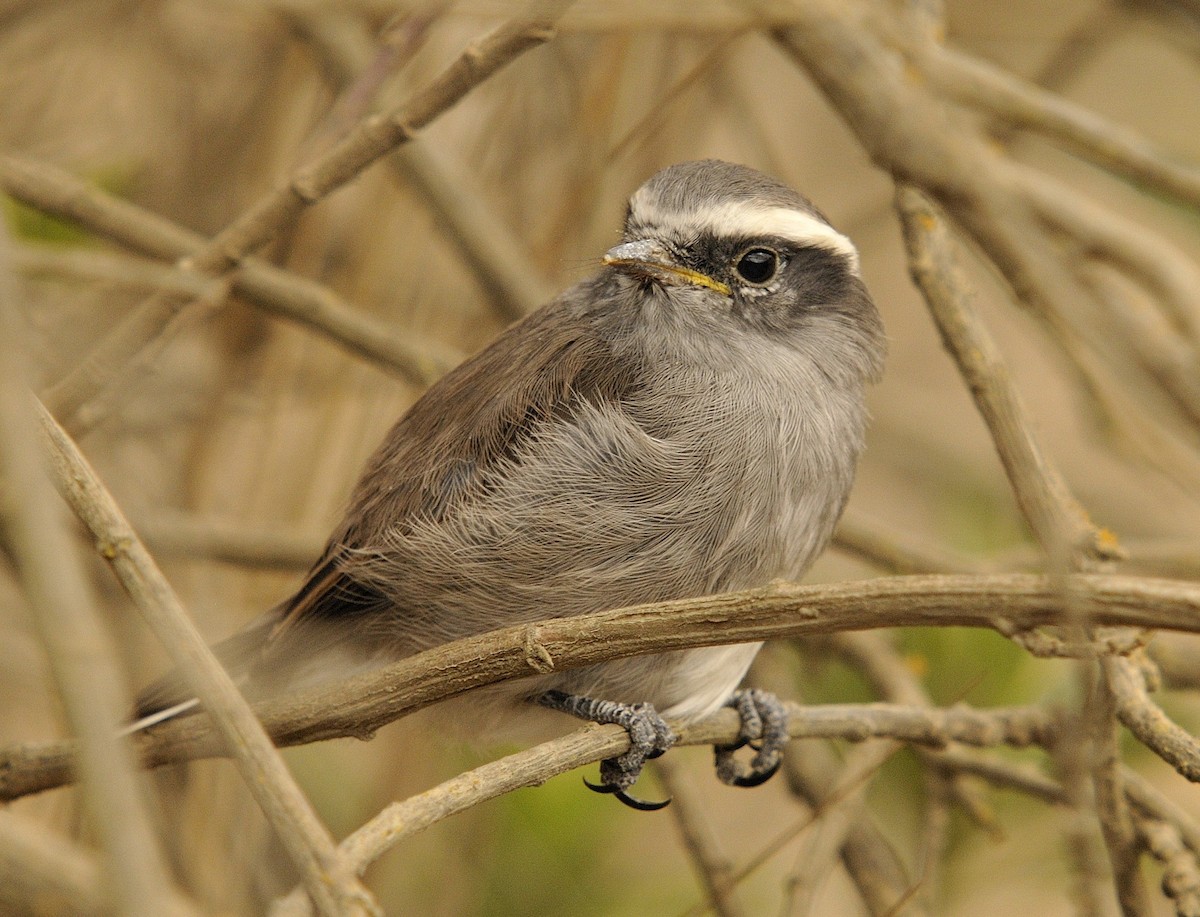 White-browed Chat-Tyrant - ML204770161