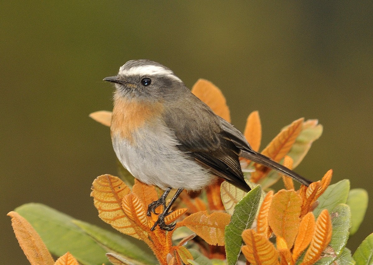 Rufous-breasted Chat-Tyrant - ML204770171