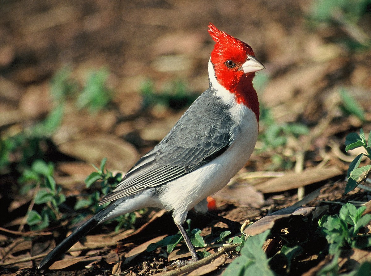Red-crested Cardinal - Tomáš Grim