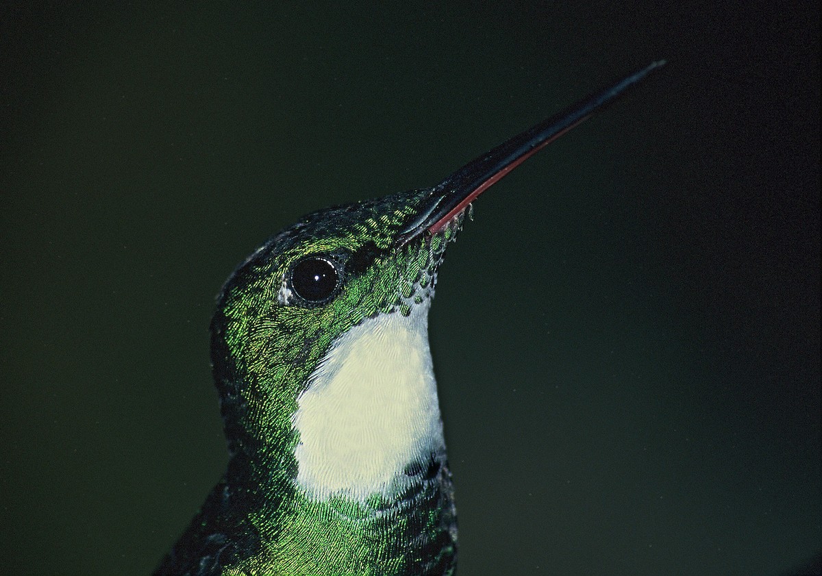 White-throated Hummingbird - ML204770451