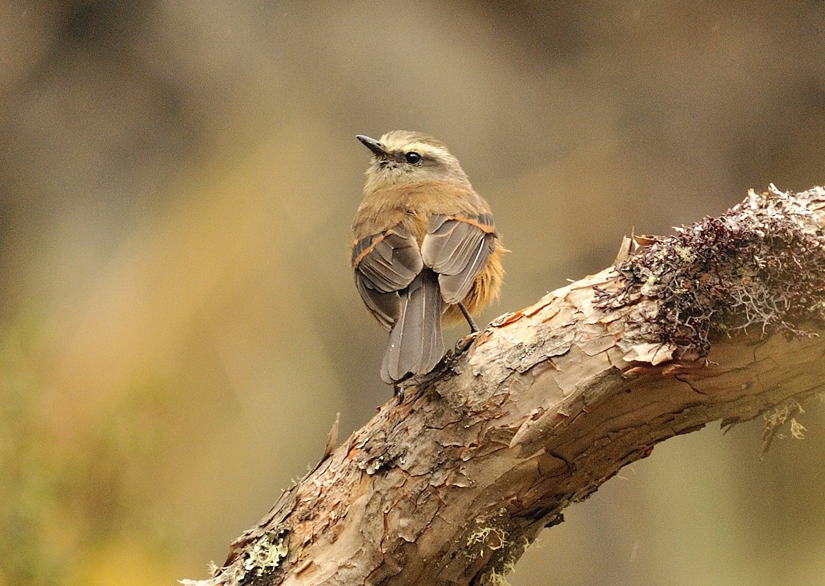 Brown-backed Chat-Tyrant - ML204770521