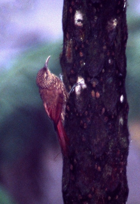 Spot-crowned Woodcreeper (Northern) - Tomáš Grim