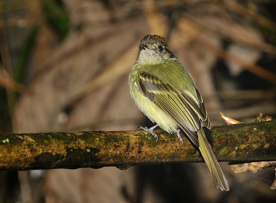 Sepia-capped Flycatcher - ML204770751