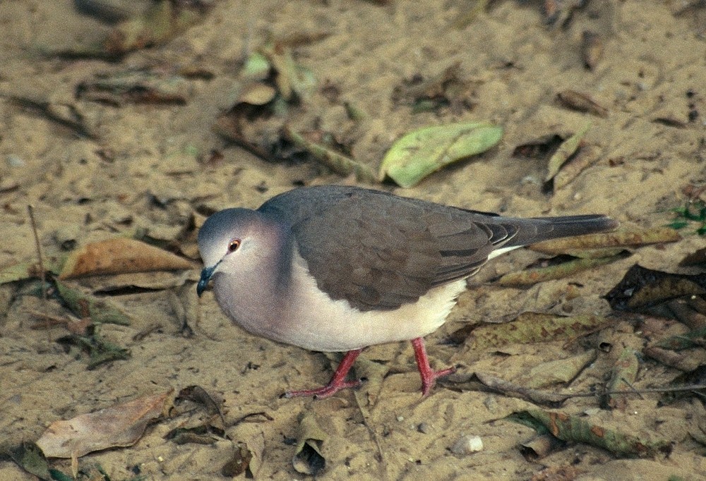 Gray-fronted Dove - ML204770771