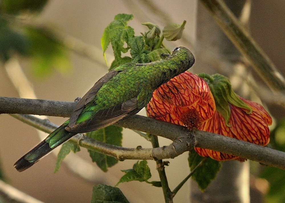 Yeşil Kuyruklu Kolibri - ML204770781