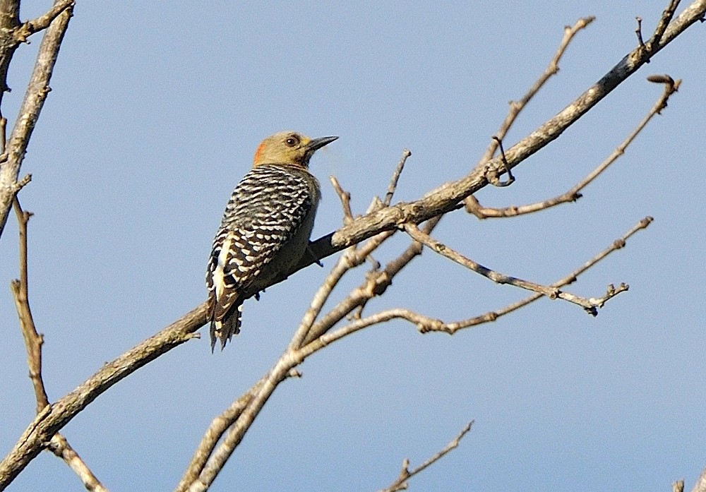 Red-crowned Woodpecker - ML204771041