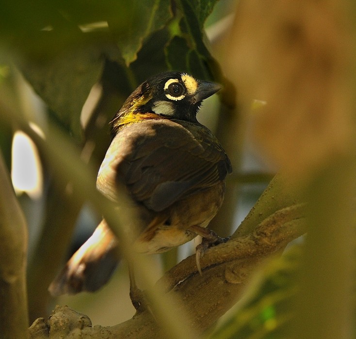 White-eared Ground-Sparrow (White-eared) - Tomáš Grim