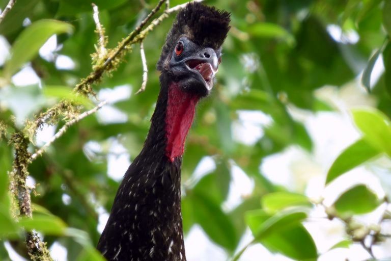 Crested Guan - ML204771451